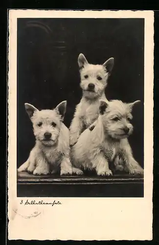 AK Drei Selbstbewusste, Terrierwelpen