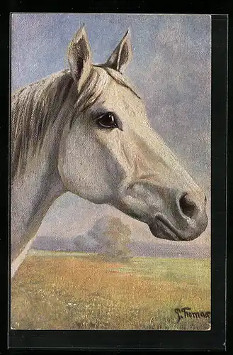 AK Edles Reitpferd, Schimmel, Portrait