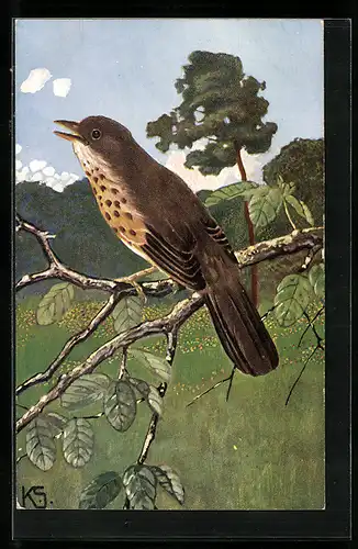 AK Singdrossel auf einem Baum