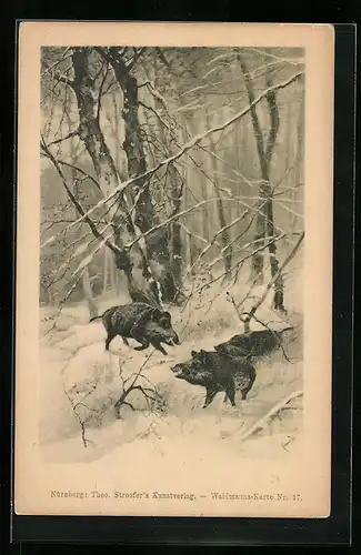 AK Wildschweine im Schnee