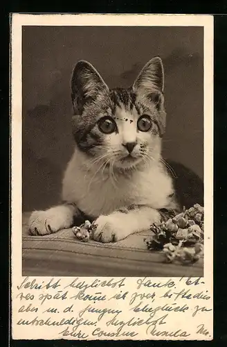 AK Katze mit erstauntem Blick