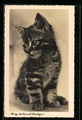 AK Kleine getigerte Katze Mietzi