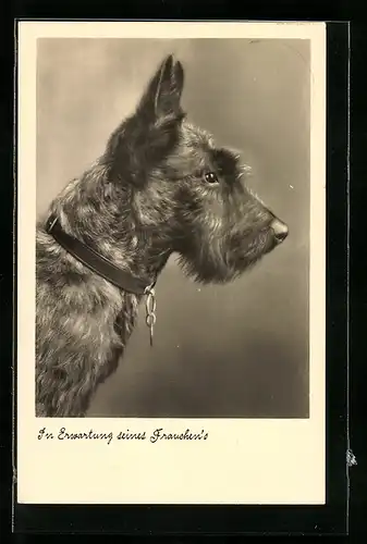 AK Foxterrier mit Halsband, Seitenportrait