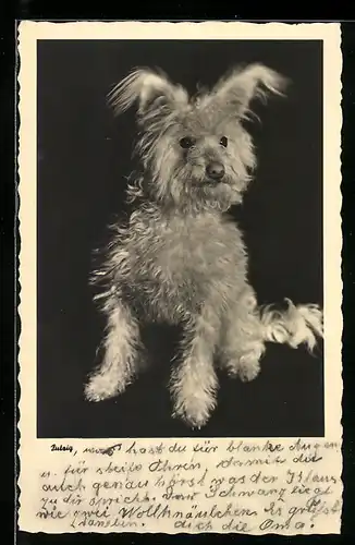 AK Putzig, Kleiner Terrier