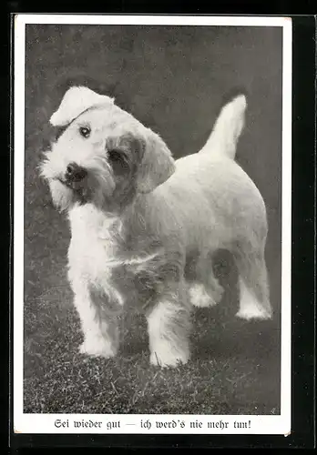 AK Kleiner Hund mit geneigtem Kopf