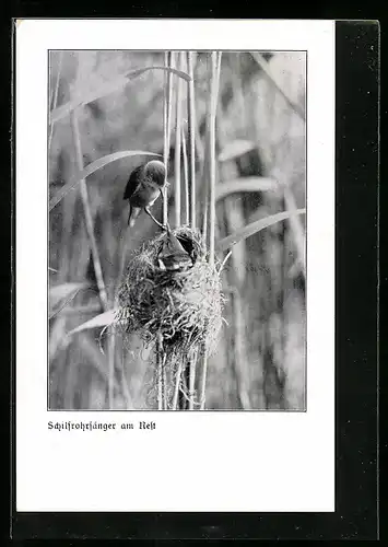AK Schilfrohrsänger am Nest