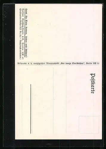 AK Schilfrohrsänger am Nest