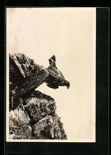 Foto-AK Steinadler auf Fels