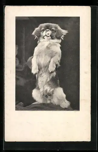 AK Pekinese mit Schnuller macht Männchen
