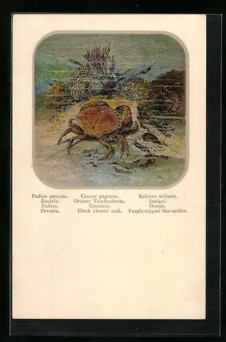 AK Grosser Taschenkrebs, Zonaria und Seeigel am Meeresgrund