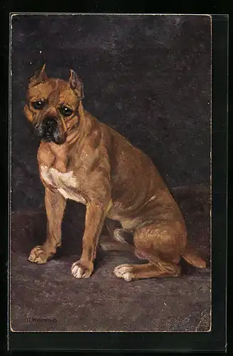 AK Sitzender Boxer mit kupierten Ohren