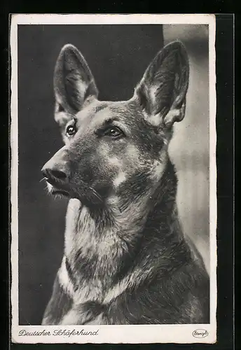 AK Schäferhund mit aufgestellten Ohren