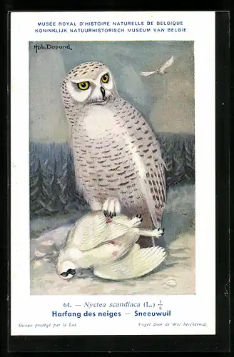 Künstler-AK Hubert Dupond: Harfang des neiges, Sneeuwuil, Schneeeule