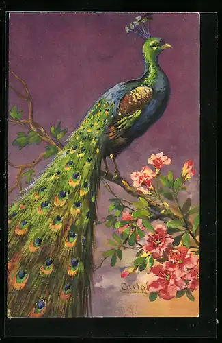 Künstler-AK Prächtiger Pfauen-Hahn auf einem Ast