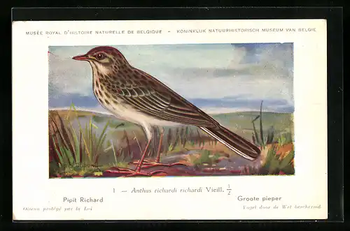 Künstler-AK Hubert Dupond: Pipit Richard, Anthus richardi Vieillot, Vogel