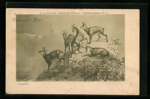AK Waidmanns Heil, Gämsen auf einem Hügel