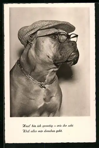 AK Boxer mit Brille und Mütze