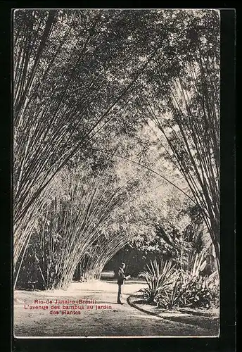 AK Rio de Janeiro, L`avenue des bambus au jardin des plantes