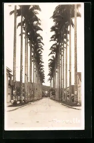 AK Joinville, Von Palmen gesäumte Strasse