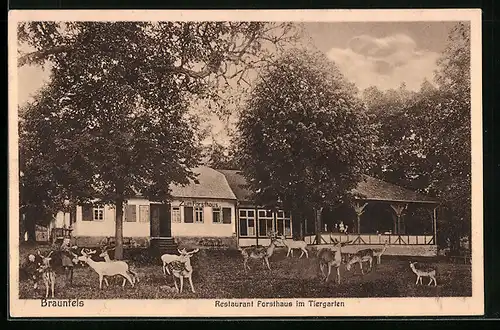 AK Braunfels, Restaurant Forsthaus im Tiergarten mit Wildgruppe