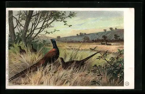 Künstler-AK E. Döcker: Fasane auf dem Feld