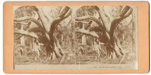 Stereo-Fotografie unbekannter Fotograf und Ort, amerikanischer Landwirt an einem Black Rubber Tree / Gummibaum