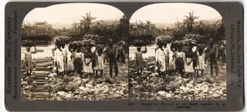 Stereo-Fotografie Leystone View Co., Meadville / PA., jamaikanische Bauern tragen Bananan vom Feld zum Markt