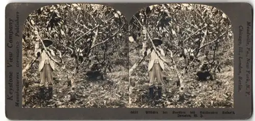 Stereo-Fotografie Keystone View Co., Meadville / PA., jamaikanischer Kakao Bauer pflückt Kakao Knospen vom Baum