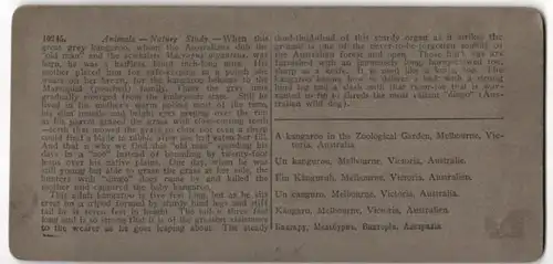 Stereo-Fotografie Underwood & Underwood, New York, australisches Känguruh im Zoo in Melbourne