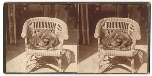 Stereo-Fotografie unbekannter Fotograf und Ort, Hund und Katze eng umschlungen auf einem Rattanstuhl