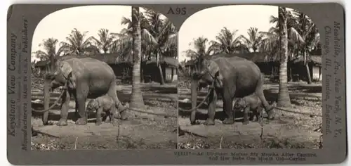 Stereo-Fotografie Keystone View Co., Meadville / PA., Elephant Mother with her Babe one Month old in Ceylon, Elefant