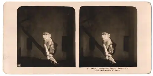 Stereo-Fotografie NPG, Berlin, Ansicht Berlin, Babuin-Affee im Zoologischen Garten, Papio cynocephalus