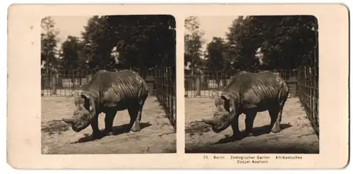 Stereo-Fotografie NPG, Berlin, Ansicht Berlin, Afrikanisches Doppel Nashorn im Zoologischen Garten