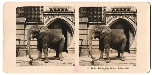 Stereo-Fotografie NPG, Berlin, Ansicht Berlin, Afrikanischer Elefant im Zoologischen Garten