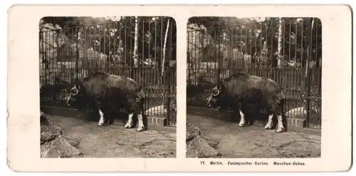 Stereo-Fotografie NPG, Berlin, Ansicht Berlin, Zoologischer Garten, Moschus Ochse im Gehege