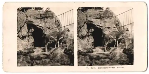 Stereo-Fotografie NPG, Berlin, Ansicht Berlin, Guanako im Gehege des Zoologischen Gartens