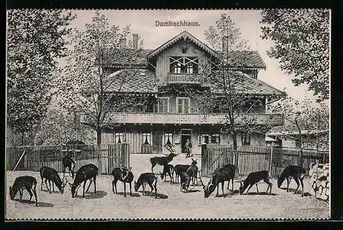 AK Thale, Gasthaus Dambachhaus und Rehe