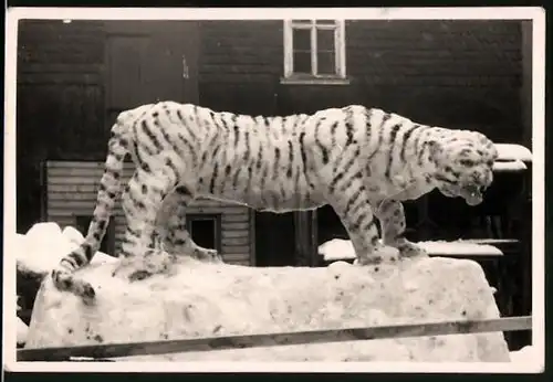 Fotografie Lehmann, Steinach, Ansicht Steinach, Schneeskulptur Schnee-Leopard