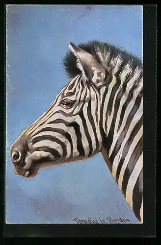 Künstler-AK Ermenegildo Carlo Donadini: Zebra