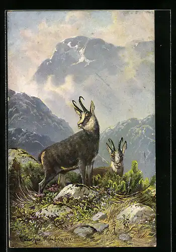 Künstler-AK M. Müller jun.: Zwei Gämsen im Hochgebirge