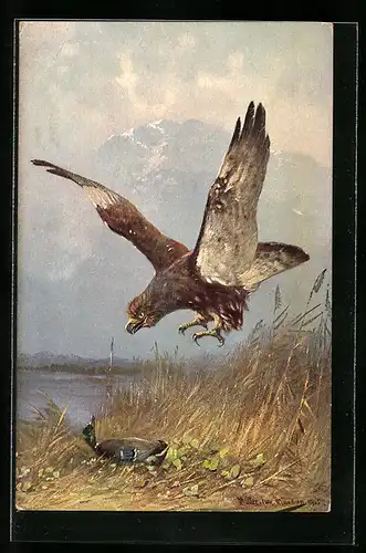 Künstler-AK M. Müller jun.: Greifvogel attackiert eine Wildente
