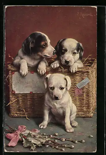 Künstler-AK Carl Reichert: drei Hundewelpen in Korb mit Weidenkätzchen