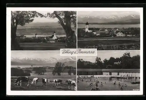 AK Utting / Ammersee, Ortsansicht aus der Vogelschau, Schwimmbad, Kühe auf der Weide