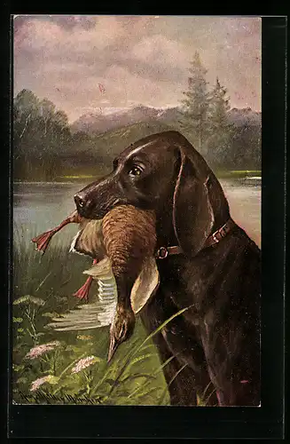 Künstler-AK August Müller - München: Jagdhund apportiert geschossene Ente