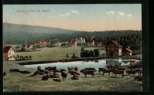 AK Hahnenklee i. Harz, Ortsansicht mit grasenden Kühen
