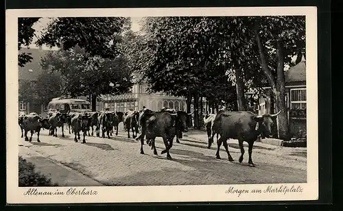 AK Altenau i. Oberharz, Morgen am Marktplatz, Kühe treiben über die Strasse