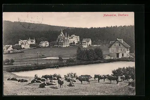 AK Hahnenklee /Oberharz, Ortsansicht mit grasender Kuhherde