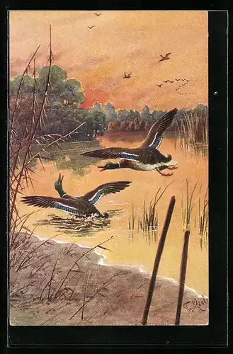 Künstler-AK Fr. Rösler: schnatternde Enten am Teichufer