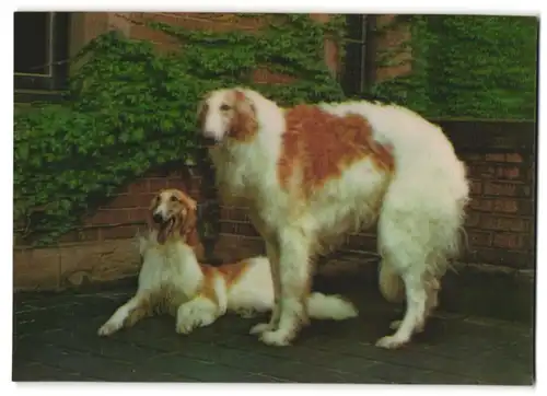 3D-AK Hunde der Rasse Barsoi
