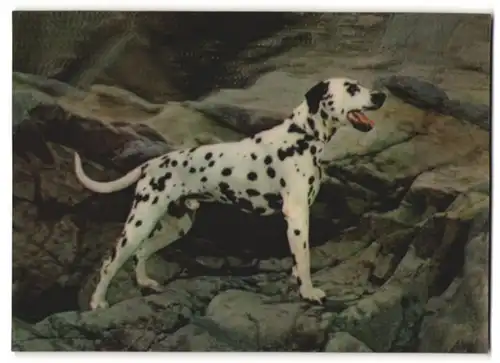 3D-AK Dalmatiner auf Felsen, Dalmatian